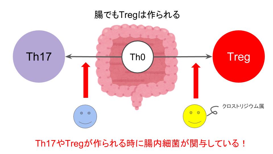 Tregへの分化と腸内細菌